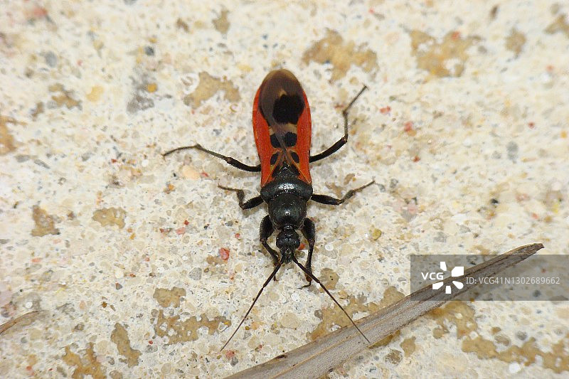 鸣猎蝽图片素材