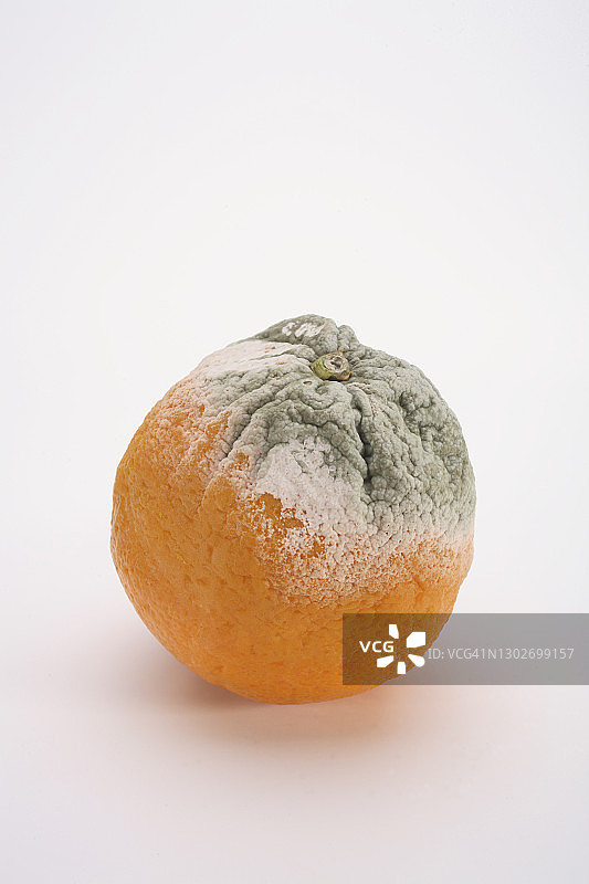 发霉的橙子特写图片素材