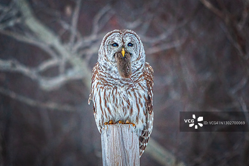 条纹猫头鹰与田鼠图片素材