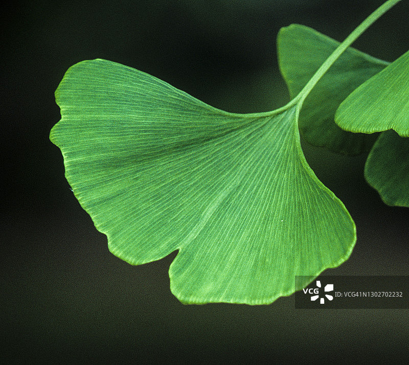 银杏树叶（银杏）活化石图片素材