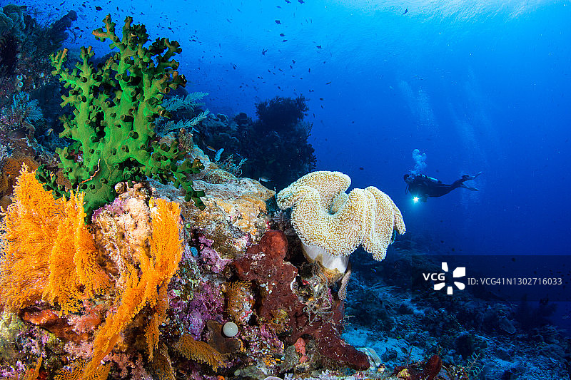 在拉贾安帕群岛的珊瑚礁和水肺潜水员图片素材