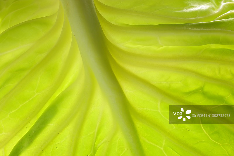 卷心菜特写图片素材