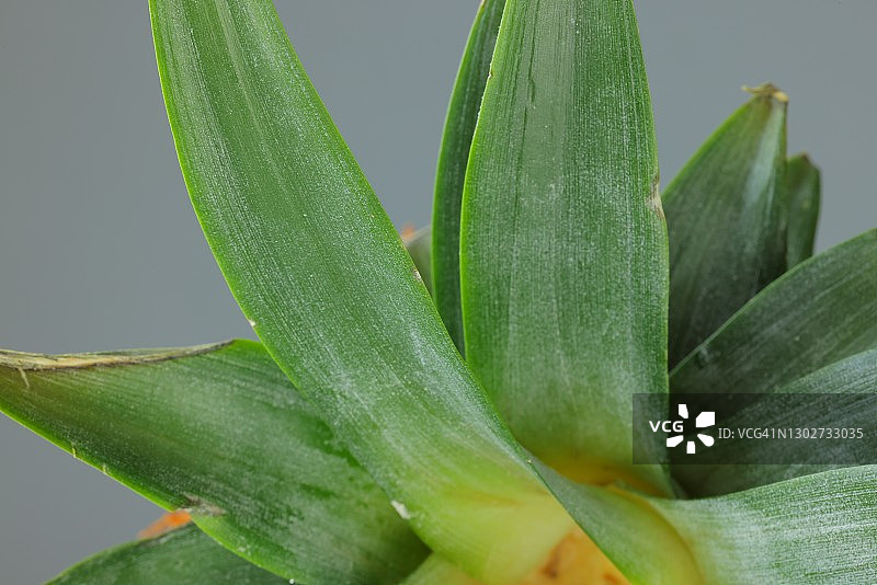 菠萝特写图片素材