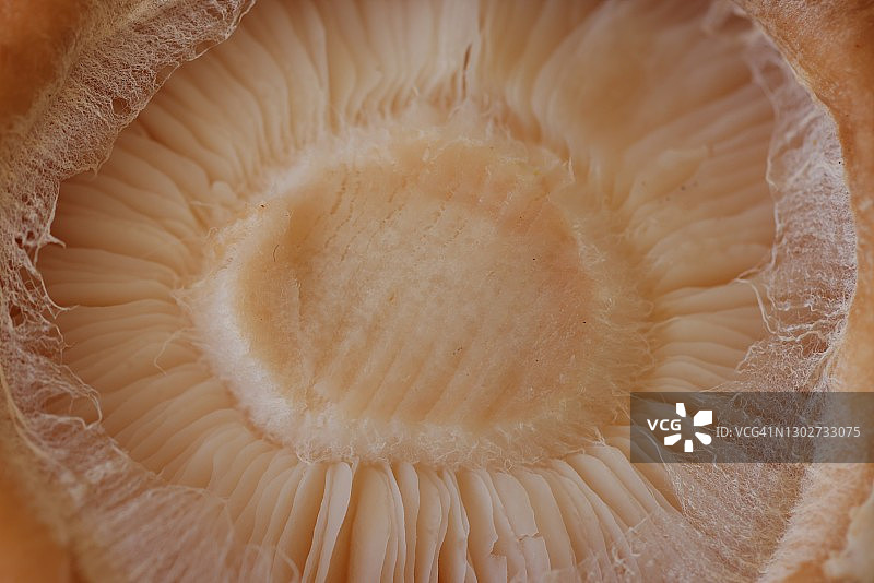 蘑菇特写图片素材