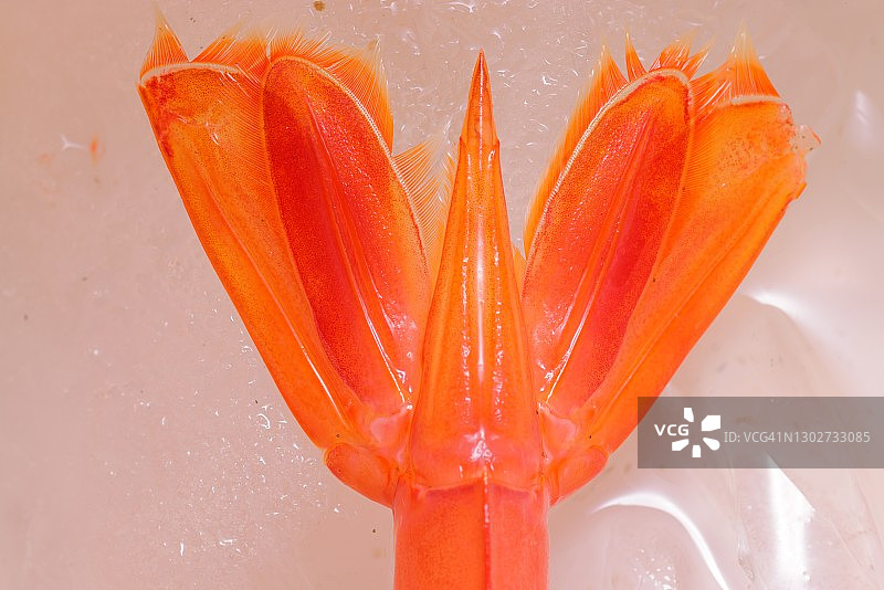 海鲜特写图片素材