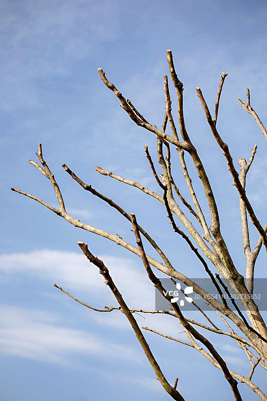 蓝天下光秃的紫薇树枝图片素材