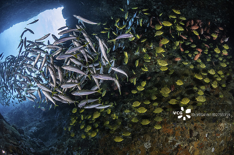 澳大利亚新南威尔士州西南岩鱼岩洞浅水入口处的大量鱼群图片素材