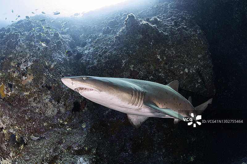 澳洲新南威尔士州西南岩鱼岩洞入口附近的沙虎鲨图片素材