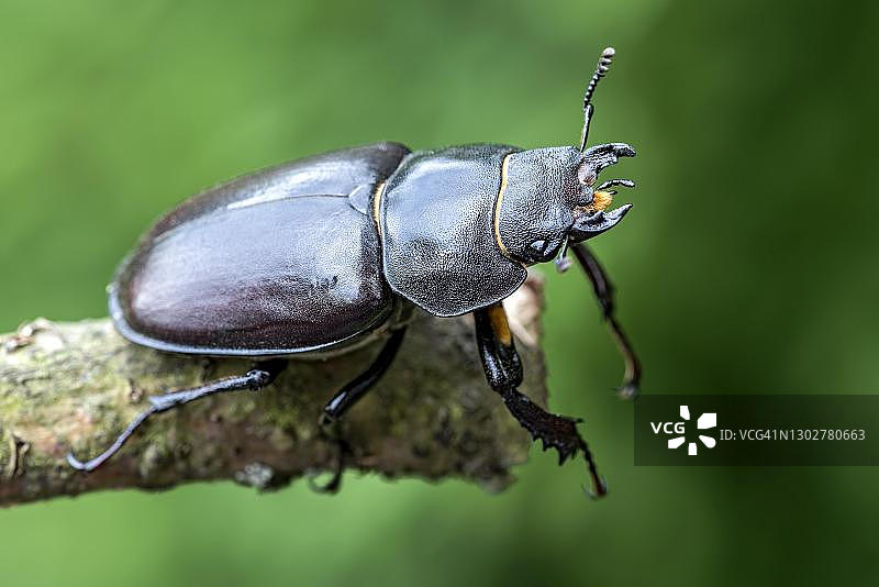 在树枝上的Anoplotrupes stercorosus，德国，黑森州图片素材