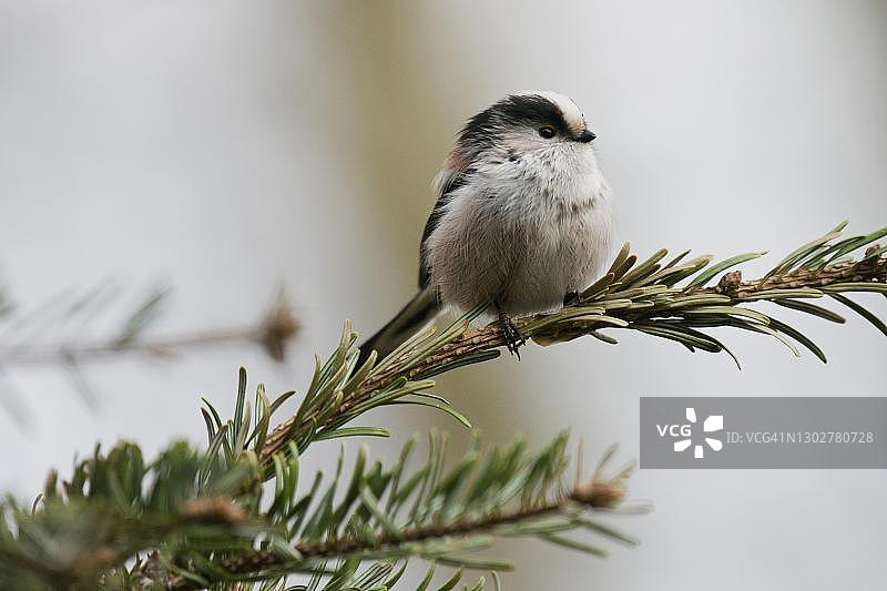 德国下萨克森州埃姆斯兰的长尾山雀图片素材