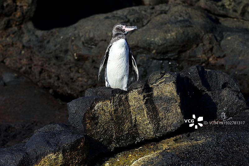 厄瓜多尔加拉帕戈斯巴托洛梅岛熔岩上的加拉帕戈斯企鹅图片素材