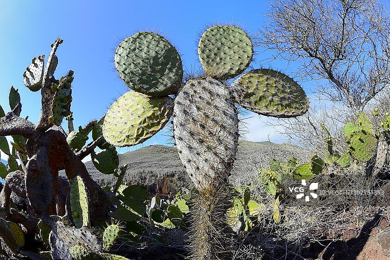 加拉帕戈斯群岛拉比达岛的仙人掌图片素材