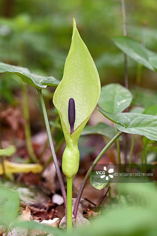 天南星科植物花序（德国北莱茵-威斯特法伦）图片素材