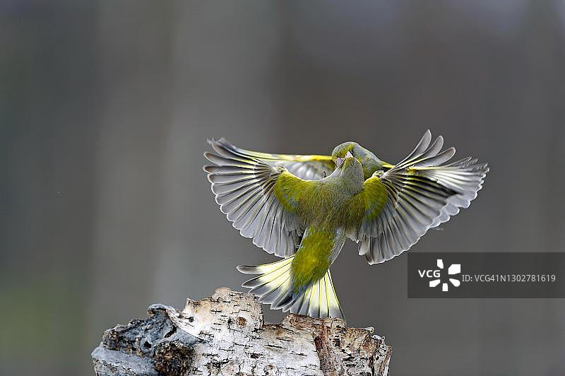 两只燕雀张开翅膀打斗，芬兰库萨莫图片素材