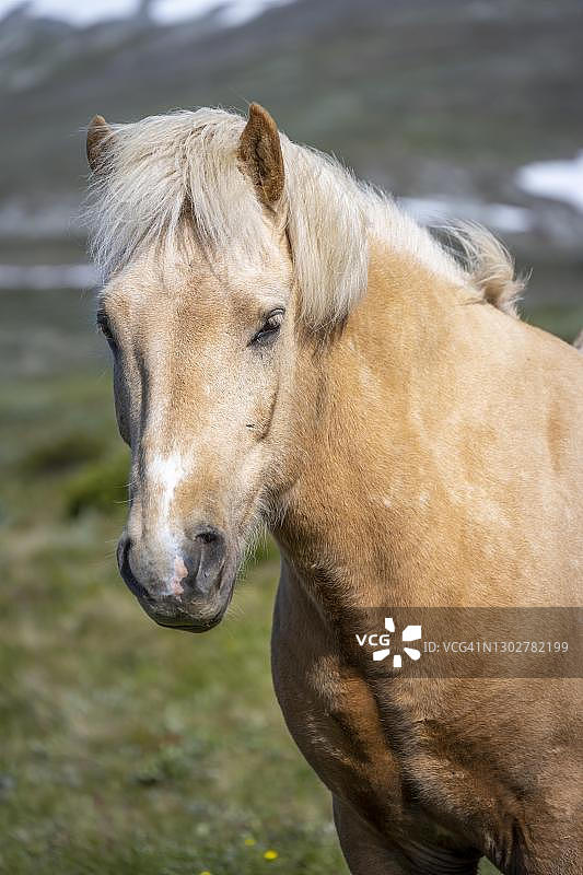 挪威峡湾马，多夫勒山国家公园，挪威图片素材