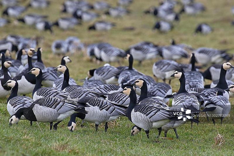 德国石勒苏益格-荷尔斯泰因州韦德尔易北草甸的白额雁图片素材