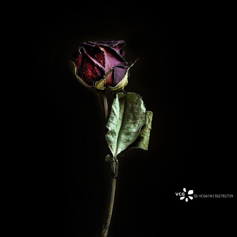 法国的褪色玫瑰花图片素材