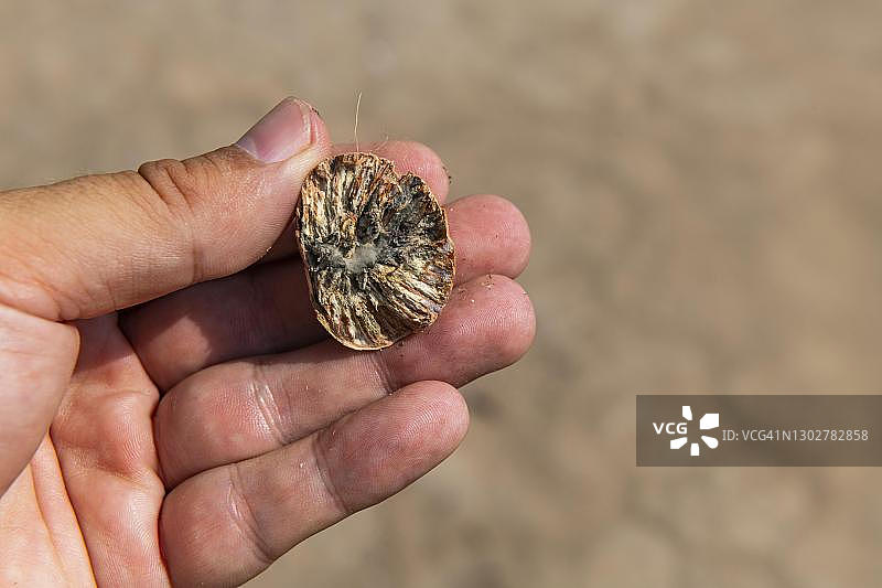 手持槟榔，缅甸丹老图片素材