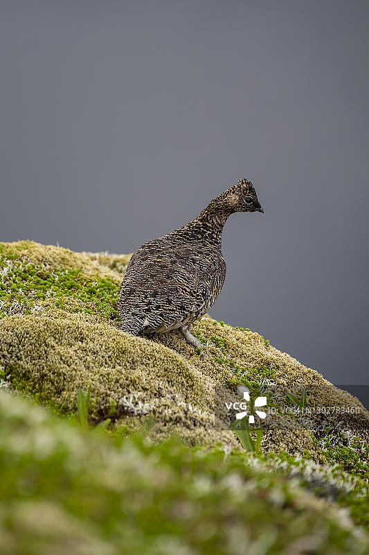 夏季雷鸟（雷鸟属），挪威诺德兰郡罗弗敦群岛图片素材