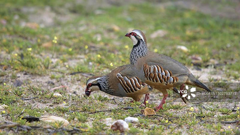红腿鹧鸪（Alectoris rufa），一对觅食，西班牙埃斯特雷马杜拉图片素材