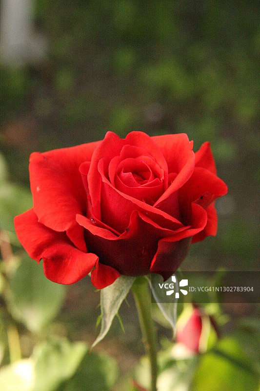 红玫瑰图片素材