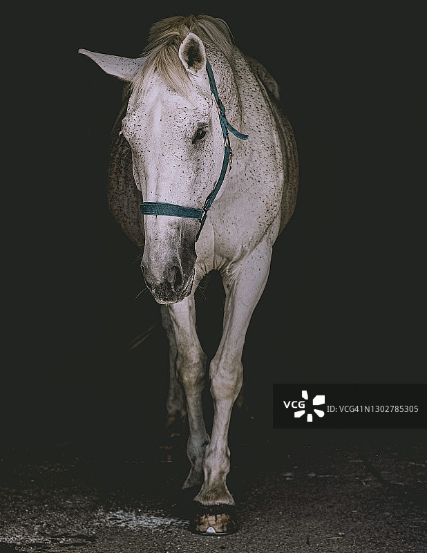 马厩里的马图片素材