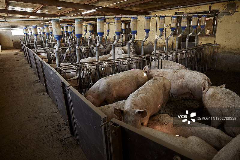 谷仓围栏里的猪图片素材