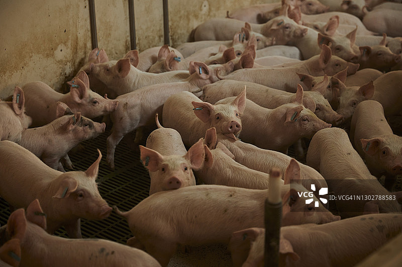 猪圈里的小猪图片素材