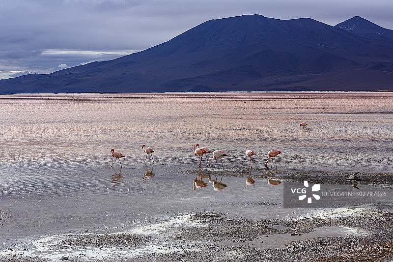 爱德华多·阿瓦罗安第斯国家保护区图片素材