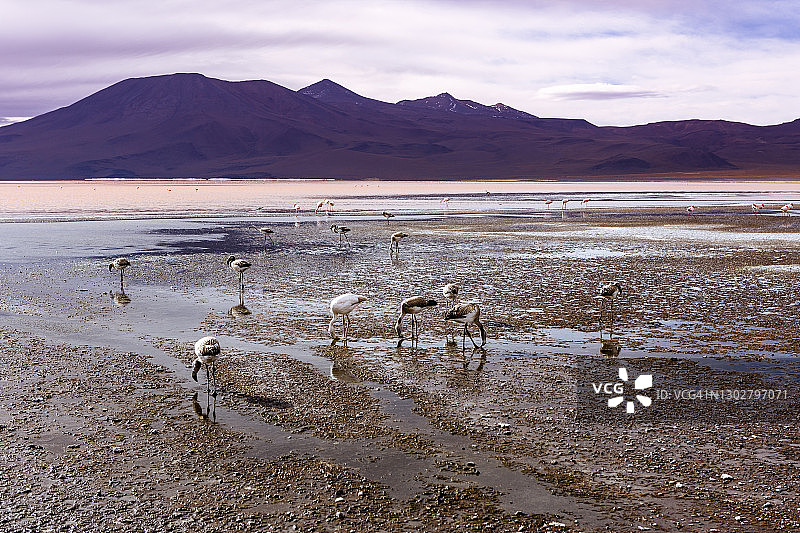 爱德华多·阿瓦罗安第斯国家保护区图片素材