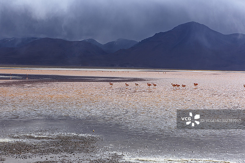 爱德华多·阿瓦罗安第斯国家保护区图片素材