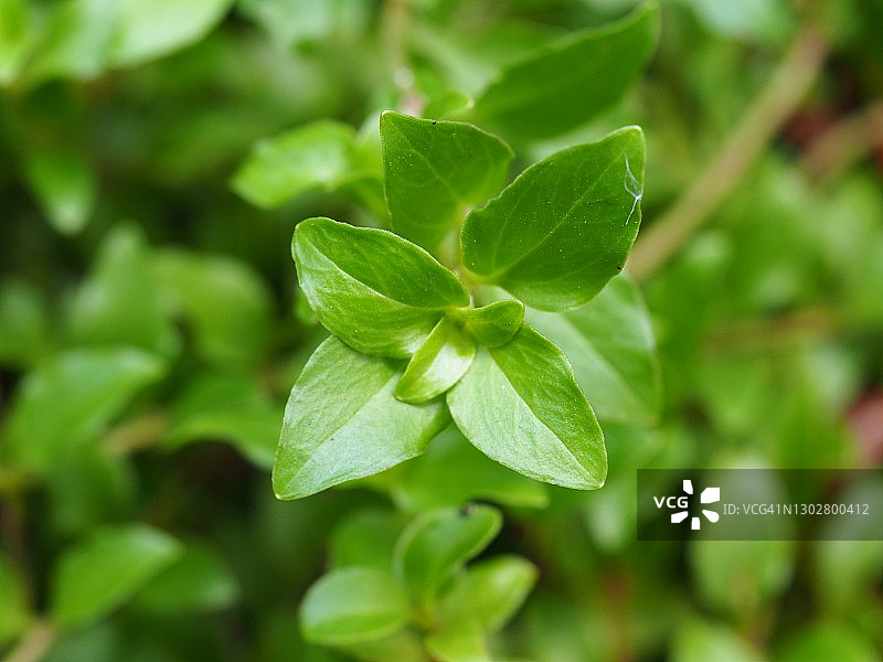 亚速尔珍珠菜图片素材