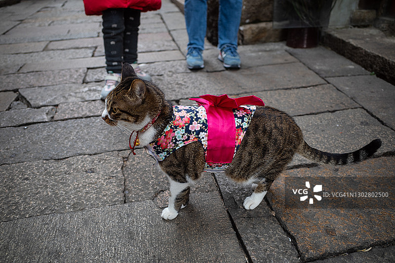 街上的一只虎斑猫图片素材