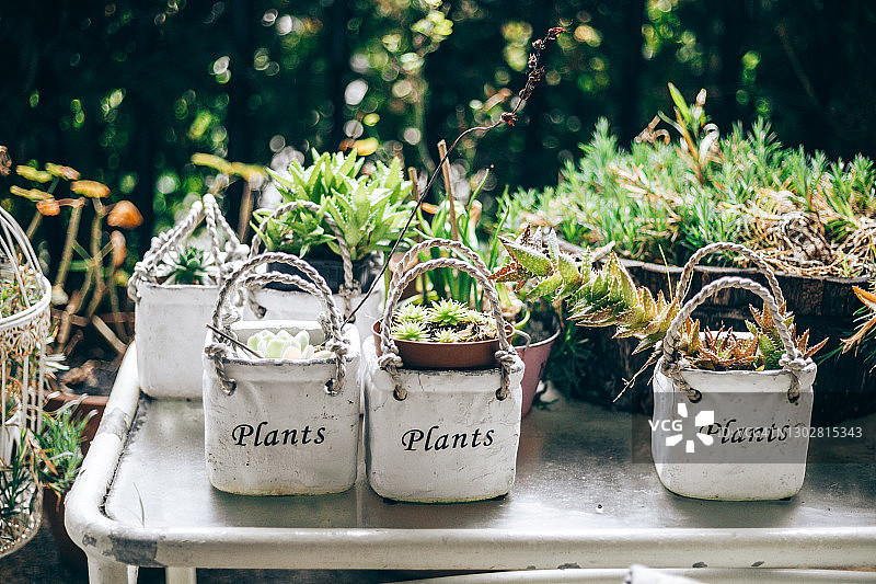 户外盆栽植物图片素材