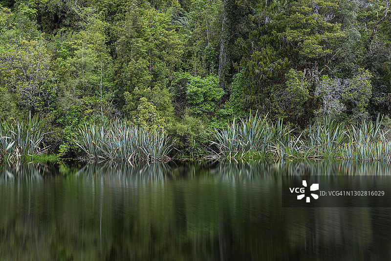 马瑟森湖特写：温带雨林环绕图片素材
