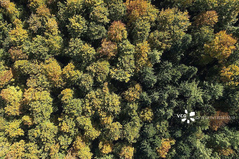 德国巴登-符腾堡州海登海姆森林中秋季树木的航拍全景图片素材