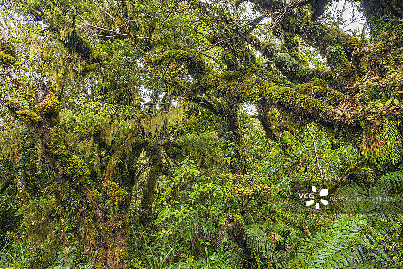 埃格蒙特国家公园的森林（雨林）及塔拉纳基山图片素材