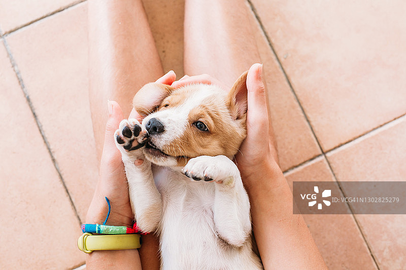 可爱的小狗在女孩的腿上玩耍图片素材