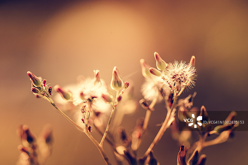 黄色鹌鹑特写，带有一些红色小虫图片素材