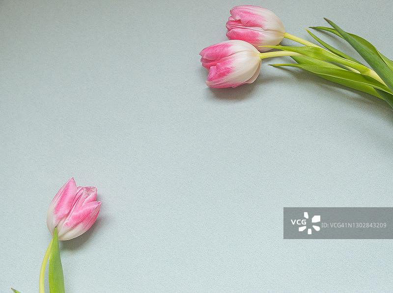 蓝色羊皮纸背景上的粉白色郁金香，扁平视角，顶部直视，留白图片素材
