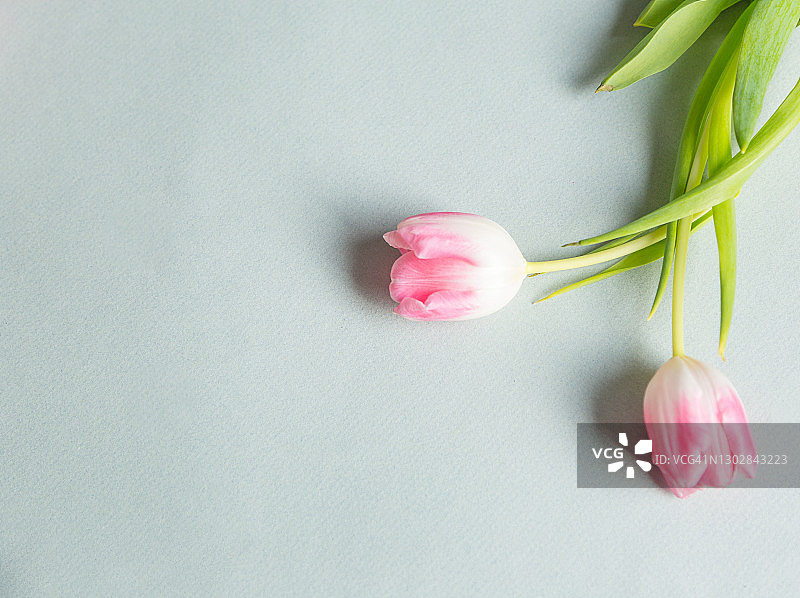 蓝色羊皮纸背景上的粉白色郁金香，扁平视角，顶部直视，留白图片素材