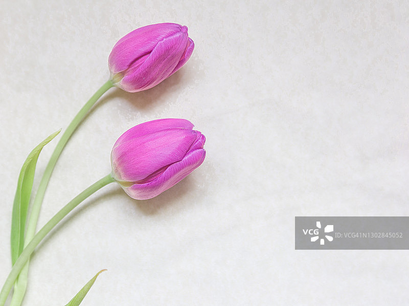 羊皮纸背景上的紫色郁金香。平铺。俯视和复制空间图片素材