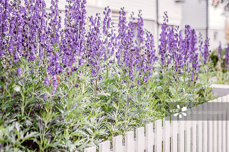 白色木栅栏前的紫色薰衣草图片素材