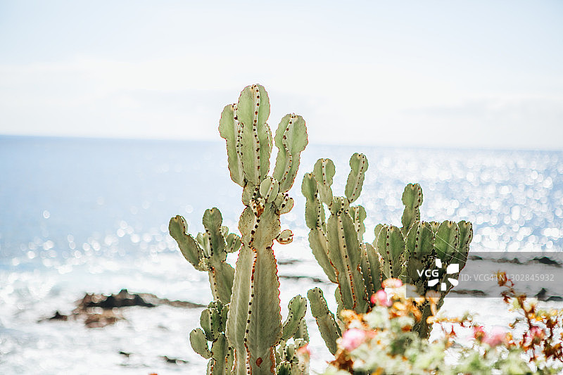 田野中生长的野生仙人掌图片素材