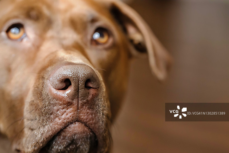 巧克力色拉布拉多犬混种犬特写图片素材