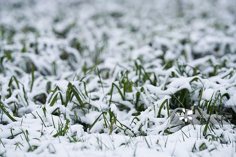 白雪覆盖的农业用地图片素材