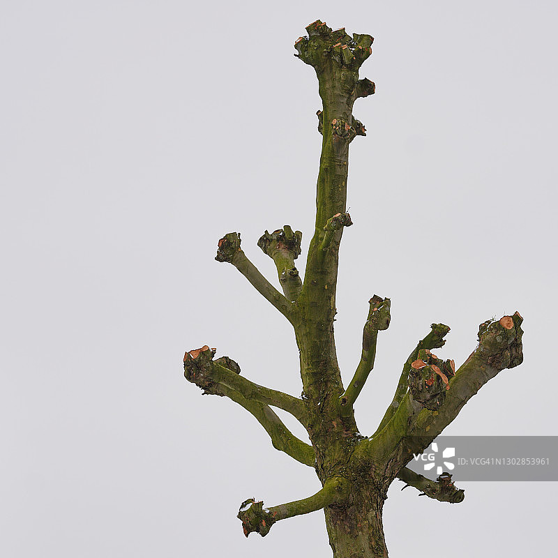 修剪过的树木图片素材