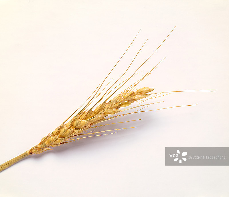 白色背景上的麦秆图片素材