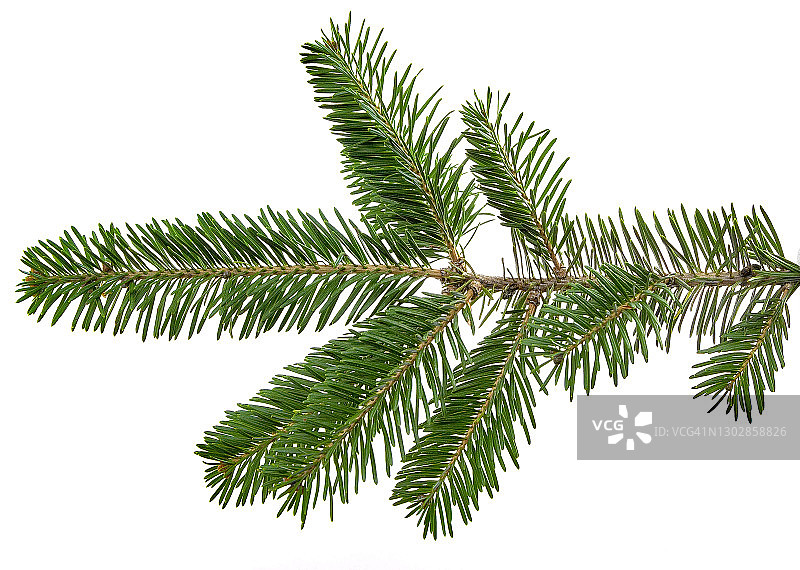白色背景上的云杉树枝图片素材