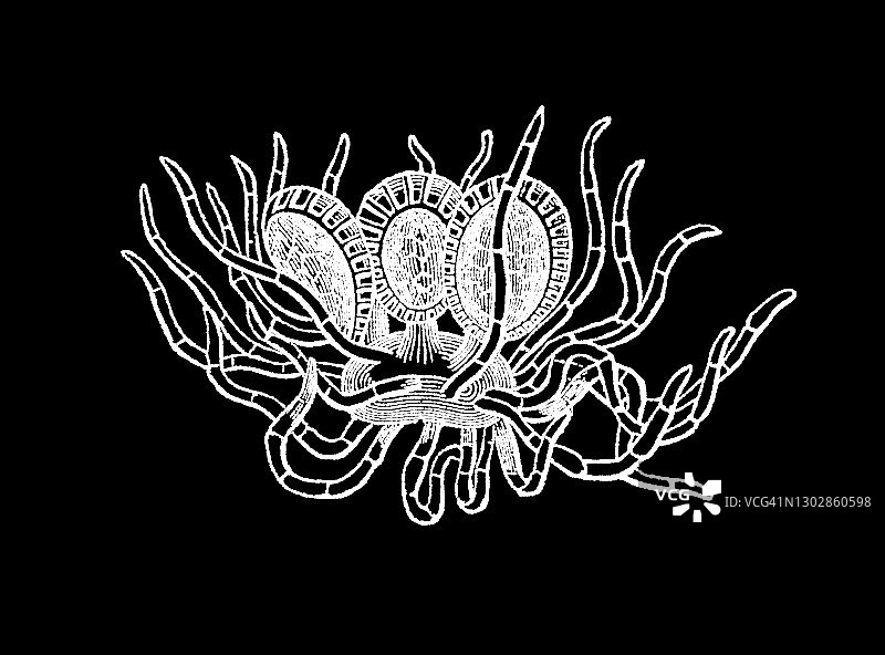 老式雕刻插图：树蕨图片素材